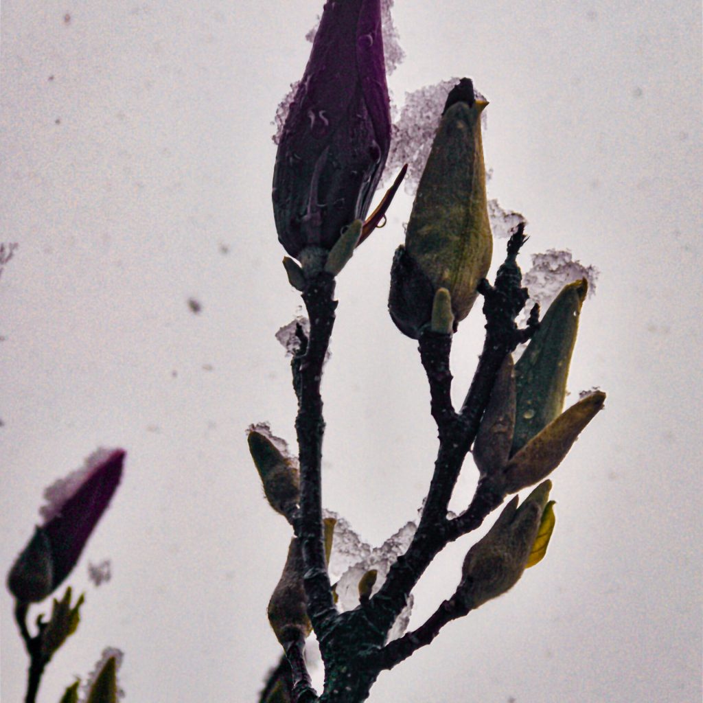 020422-SonjaZalar-DearDiary-